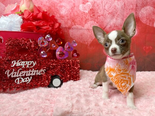 Chihuahua-DOG-Female-Chocolate-8109-Petland Athens, OH