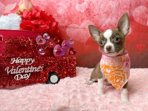 Chihuahua DOG Female Chocolate 8109 Petland Athens, OH