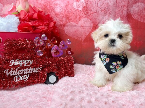 Shih Tzu-DOG-Male-Cream-8107-Petland Athens, OH