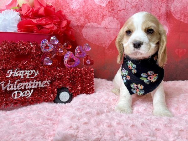 Cocker Spaniel DOG Male Buff / White 8106 Petland Athens, OH