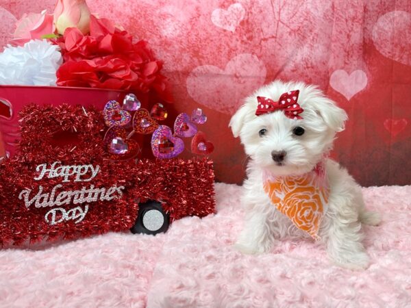 Maltese-DOG-Female-White-8105-Petland Athens, OH