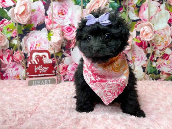 Poodle/Pomeranian-DOG-Female--8126-Petland Athens, OH