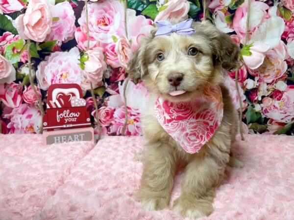 Miniature Poodle/Australian Shepherd-DOG-Female-Chocolate Merle-8125-Petland Athens, OH