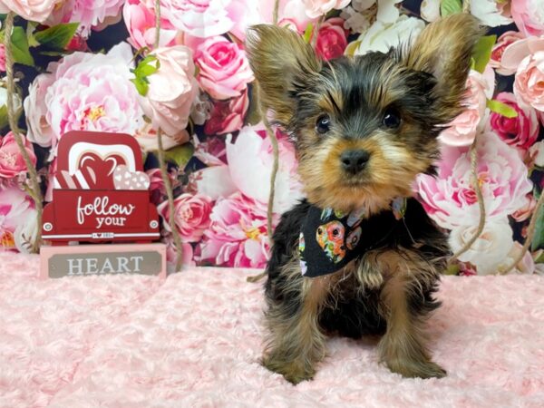 Yorkshire Terrier DOG Male Black / Tan 8124 Petland Athens, OH