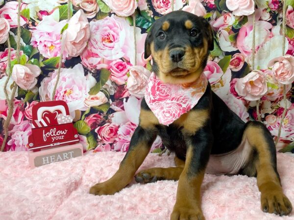 Rottweiler DOG Female Black / Rust 8123 Petland Athens, OH