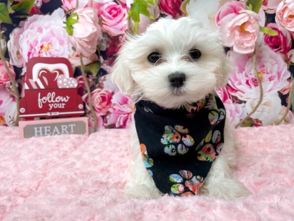 Maltese-DOG-Male-White-8122-Petland Athens, OH