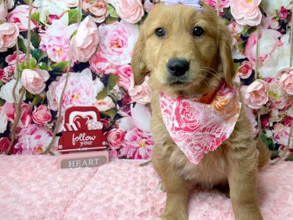 Golden Retriever DOG Female Golden 8121 Petland Athens, OH