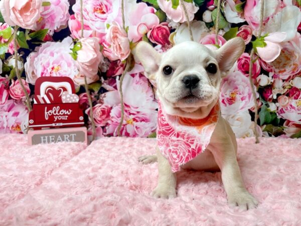 French Bulldog DOG Female Cream 8117 Petland Athens, OH