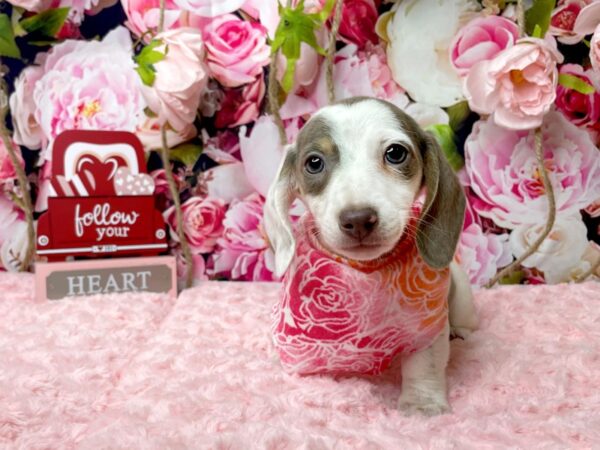 Dachshund DOG Female Fawn (Isabelle) & tan 8116 Petland Athens, OH