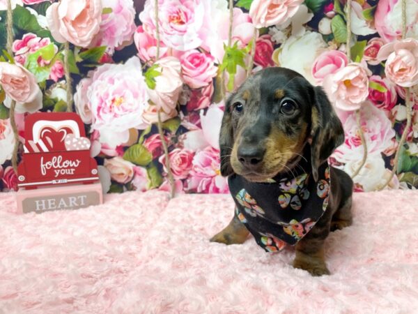 Dachshund DOG Male Tan & blk 8115 Petland Athens, OH