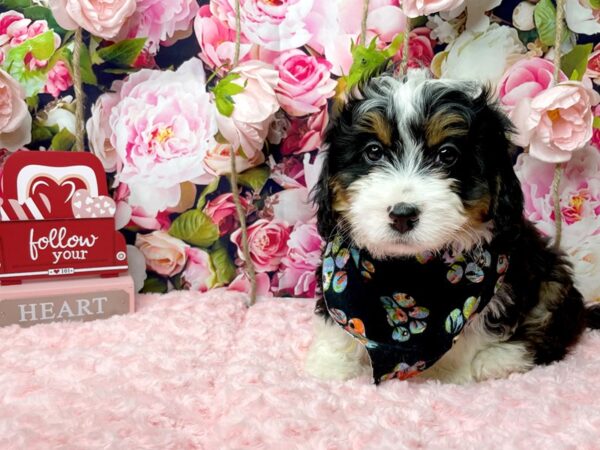 2nd Generation Mini Bernedoodle-DOG-Male-Tri color-8114-Petland Athens, OH