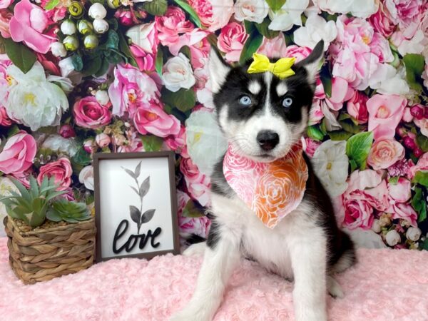 Siberian Husky DOG Female Black and white 8138 Petland Athens, OH