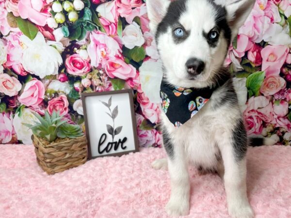 Siberian Husky DOG Male Black & white 8137 Petland Athens, OH