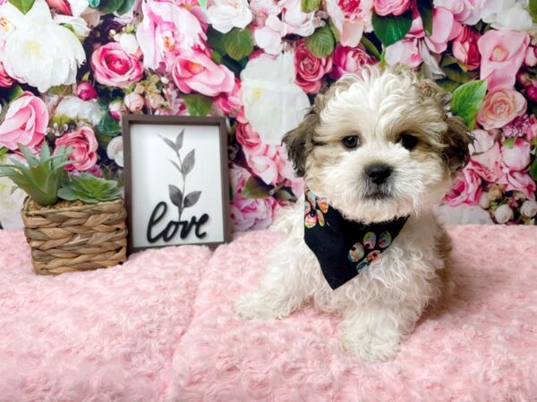 Shihpoo-DOG-Male-White & brown-8136-Petland Athens, OH