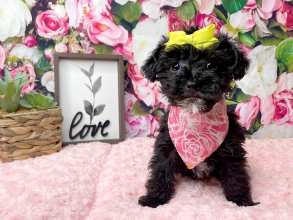 Miniature Poodle/Yorkshire Terrier DOG Female Black / White 8135 Petland Athens, OH