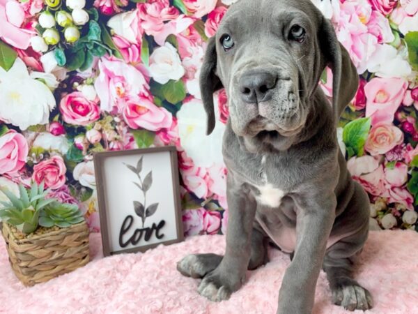 Neapolitan Mastiff DOG Female Blue 8134 Petland Athens, OH