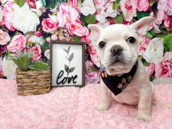 French Bulldog DOG Male Cream 8133 Petland Athens, OH