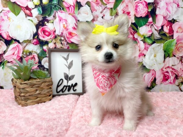 Pomeranian DOG Female Cream Sable / White 8131 Petland Athens, OH