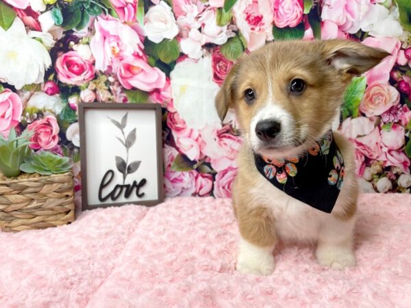 Pembroke Welsh Corgi DOG Male Sable / White 8130 Petland Athens, OH