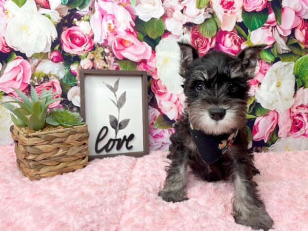 Miniature Schnauzer DOG Male Black / Silver 8128 Petland Athens, OH