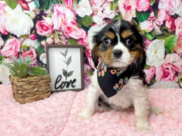 Cavalier King Charles Spaniel DOG Male Tri-Colored 8127 Petland Athens, OH