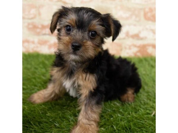 Yorkshire Terrier DOG Male Black / Tan 8141 Petland Athens, OH