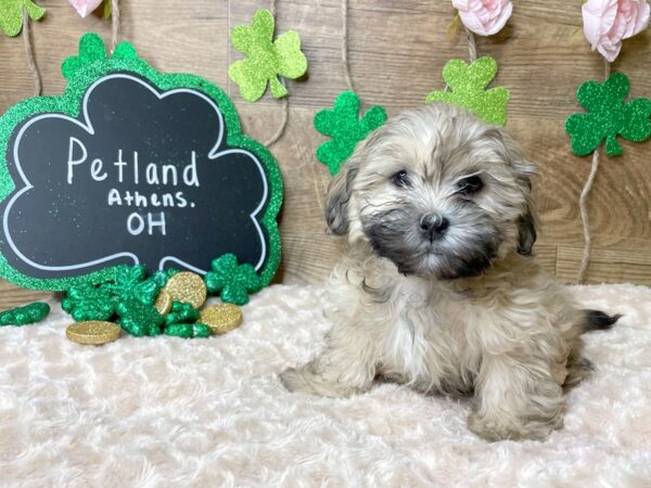 Teddy Bear-DOG-Male-Sable-8149-Petland Athens, OH