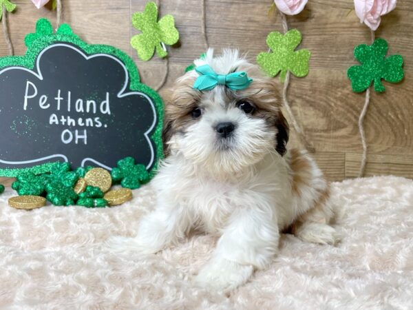 Shih Tzu DOG Female Red / White 8147 Petland Athens, OH