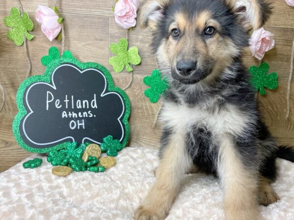 German Shepherd Dog DOG Male Black / Tan 8143 Petland Athens, OH