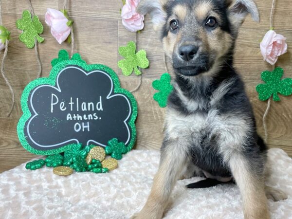 German Shepherd Dog DOG Female Black / Tan 8142 Petland Athens, OH