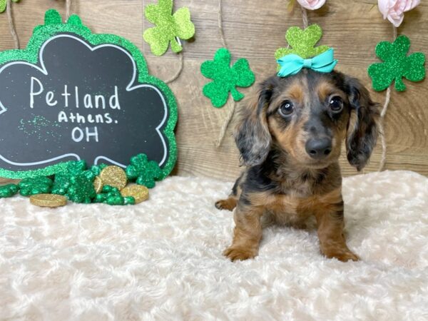 Dachshund DOG Female Black / Tan 8140 Petland Athens, OH