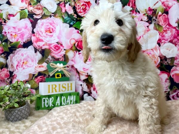 Goldendoodle 2nd Gen DOG Female Cream 8159 Petland Athens, OH