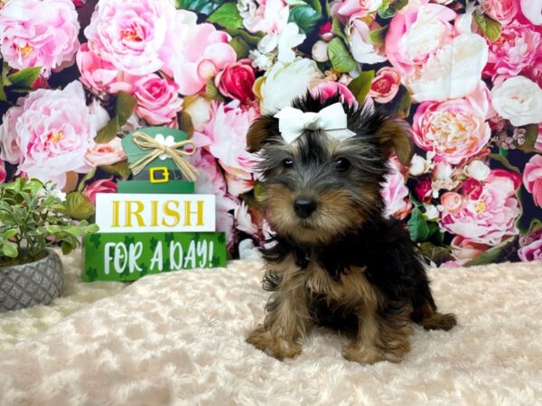 Silky Terrier-DOG-Female-Black / Tan-8157-Petland Athens, OH