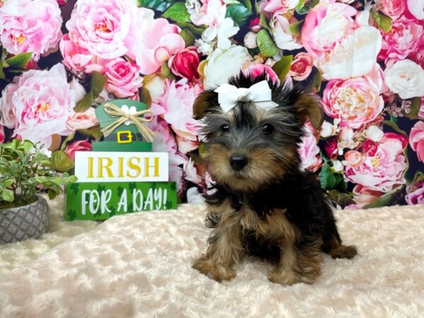 Silky Terrier DOG Female Black / Tan 8157 Petland Athens, OH