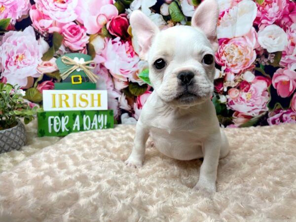 French Bulldog DOG Female Cream 8151 Petland Athens, OH