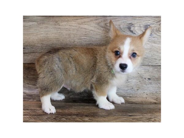 Pembroke Welsh Corgi DOG Male Sable / White 8172 Petland Athens, OH