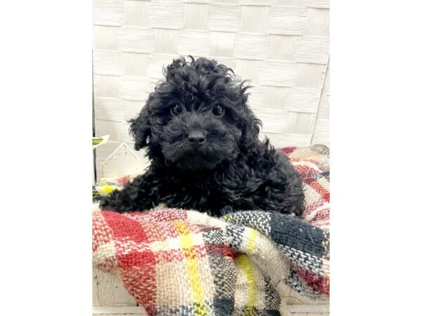 Poodle-DOG-Male--8193-Petland Athens, OH