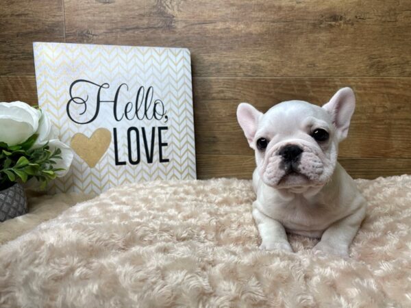 French Bulldog-DOG-Male-White-8171-Petland Athens, OH