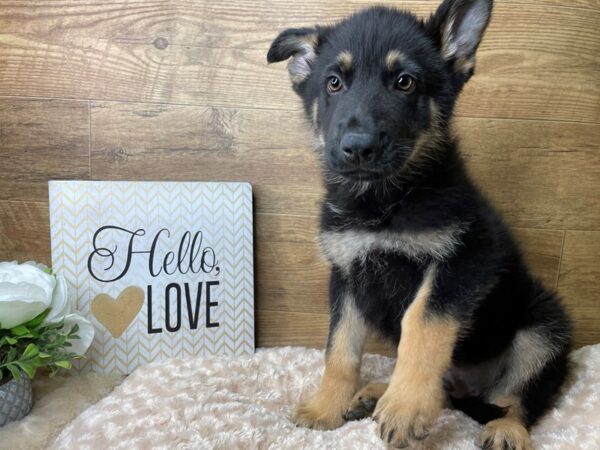 German Shepherd Dog DOG Male Black / Tan 8170 Petland Athens, OH