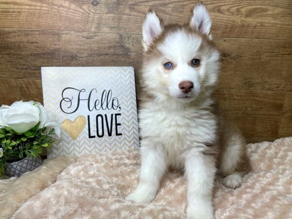 Siberian Husky DOG Male Red / White 8168 Petland Athens, OH