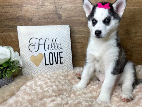 Siberian Husky-DOG-Female-Gray / White-8167-Petland Athens, OH