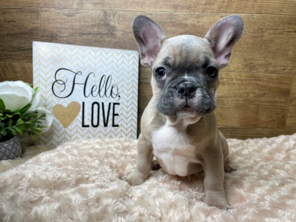 French Bulldog-DOG-Male-Blue Fawn-8166-Petland Athens, OH