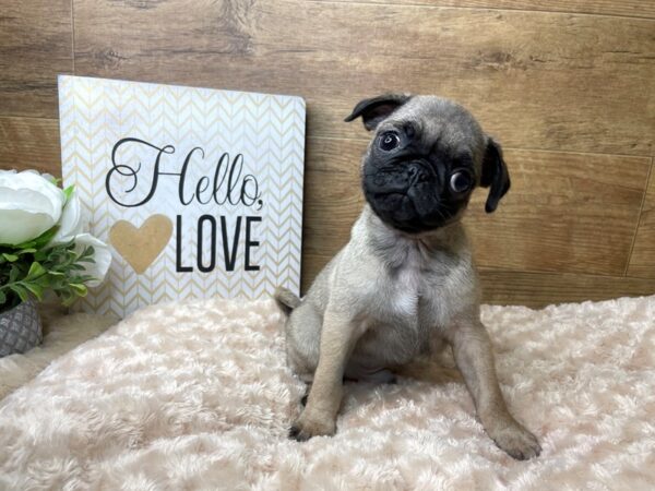 Pug-DOG-Male-Fawn-8173-Petland Athens, OH