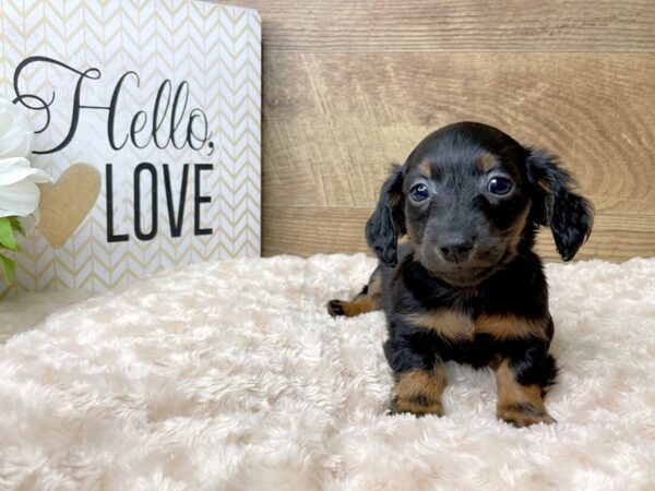 Dachshund DOG Male Black / Tan 8164 Petland Athens, OH