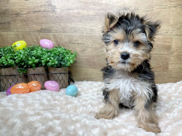 Yorkshire Terrier DOG Male Black / Tan 8144 Petland Athens, OH