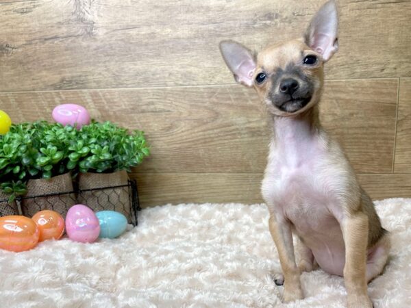 Chihuahua DOG Female Fawn Sable 8145 Petland Athens, OH