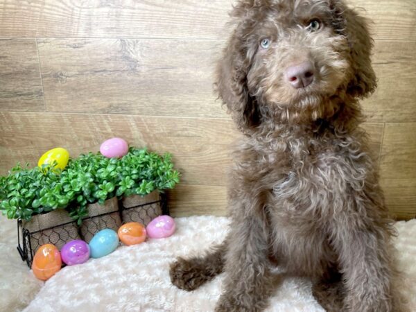 Labradoodle-DOG-Male-Chocolate-8150-Petland Athens, OH