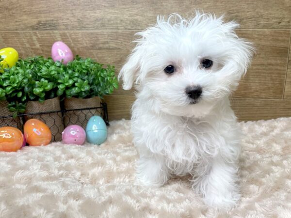 Maltese DOG Male White 8152 Petland Athens, OH