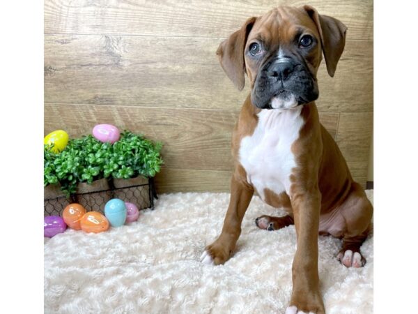 Boxer DOG Male Fawn 8154 Petland Athens, OH