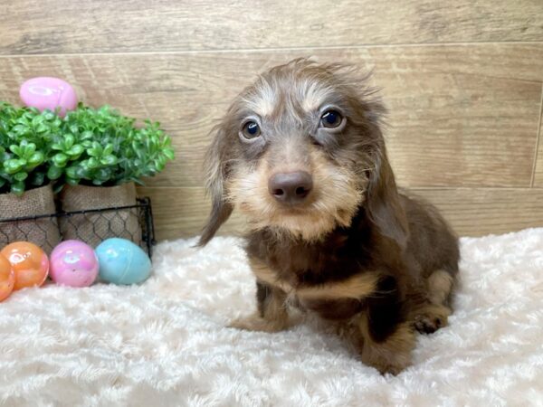 Dachshund DOG Male Chocolate / Tan 8156 Petland Athens, OH